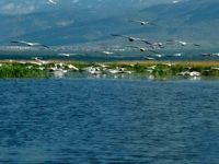 Eber Gölü için Meclis'e araştırma önergesi