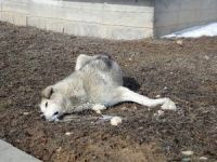 Eskişehir'de15 köpek zehirlenerek öldürüldü