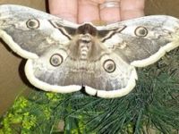 Bu kelebek ‘pamuk’ gibi