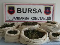 Bursa'da kubar esrar ele geçirildi.