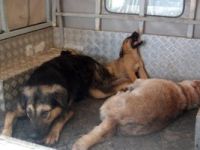 Bursa Mustafakemalpaşa’da sağlıksız ortamda beslenen köpekleri barınağa götürüldü.