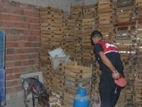 Narkotik köpeği Varis, mısırların arasına gizlenen kenevirleri buldu