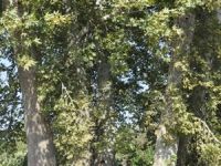 Asırlık çınarlar koruma bekliyor