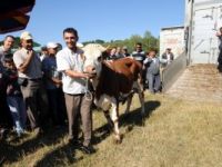 Elmaçık köyünde 180 baş damızlık hayvan dağıtıldı