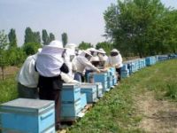 Sertifikalı arıcılık kursları başlıyor