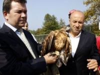 Tedavi edilen şahinler özgür bırakıldı