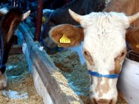 Kurban pazarlarında hijyen denetimi sürüyor