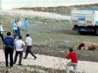 Kaçan kurbanlığı av tüfeğiyle vurdu