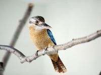 Kanguru ve Kookaburra kuşları ziyaretçi bekliyor