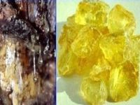 Reçine ithalatı bitiyor, Türkiye artık kendi reçinesini üretecek