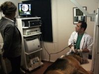 Ortakulak iltihabı olan köpek, Bursa’da tedavi edildi