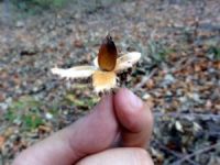 Kayın ve meşede doğal gençleştirme çalışmaları tamamlandı