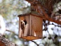 Yabani kuşların yuvasını devlet yapıyor