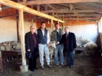 Osmangazi'nin 5 köyünde 200 damızlık koyun ve 10 koç dağıtıldı