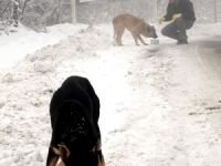 Uludağ’da aç kalan köpeklere yiyecek verildi