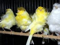 Türkiye’nin dünya vitrinine çıkacak en güzel kuşları belirlenecek