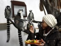 Halka kuyruklu lemurlara özel meyve kokteyli