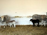 Dünyanın ilk klon inekleri anne oldu