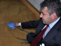 Susam karaborsaya düştü