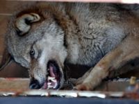 Beslediği yabani kurt hastanelik etti