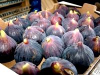 İncir zararlı toksinlerden anneyi ve bebeği koruyor