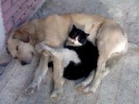 Kediyle köpeğin dostluğu insanların dikkatini çekiyor.