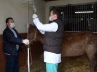 Yunuseli Mahallesi’nde çukura düşen at kurtarıldı.