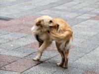 Kuyruğunu yakalamaya çalışan köpek, ilgi odağı oldu