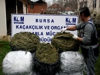 Uyuşturucu tacirleri, yakalanmamak için koyunları kullandı