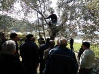 Zeytin üreticilerine budama kursu verildi