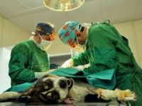 Karnından 13 tümör alınan köpek sağlığına kavuştu