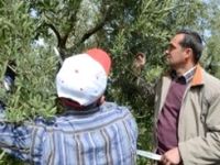 Gümülcineli çiftçilere zeytin eğitimi verildi