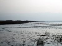 Kuş göç yolu üzerindeki Bursa’da 93 türde 43 bin kuş bulunuyor