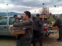 Sakalar özgürlüğüne kavuştu