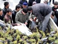 Dinar'da 5 bin sedir fidanı dağıtıldı