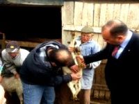 400 kuzu yetersiz beslenme ve vitaminsizlikten öldü