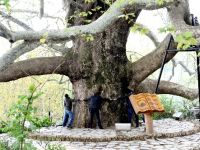 600 yıllık İnkaya Çınarı yeni kimlik kazanacak