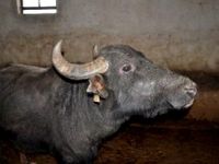 Manda üretimine hibe desteği