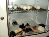 İlkokul öğrencileri laboratuvarda civcivin yumurtadan çıkmasını gözlemledi