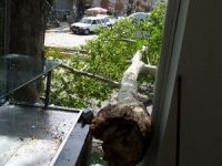 Tescilli ağacın çürüyen dalı koptu.