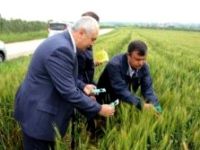 Eskikaraağaç köyünde süne yumurta parazitoidi salımı yapıldı