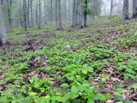 Kayın sahalarında gençleştirme yapıldı