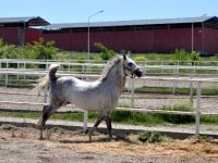 Dünya en iyi atı Turbo’ya Bakanlık koruması