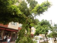 Bursa'da lodos etkili oluyor