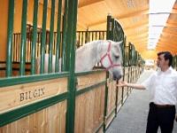 TİGEM’den promosyonlu tay satışı