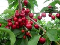 Keles'te kirazlar oldu ama toplayacak adam yok