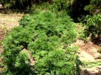 Jandarmadan kenevir operasyonu: 1 gözaltı