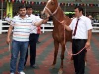 TİGEM, tay satışlarından yaklaşık 2 milyon lira gelir elde etti