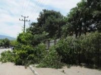 Ağaç budamaya tepki