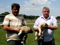 Vatandaşlar, Kangal ve Akbaş için sıra bekliyor